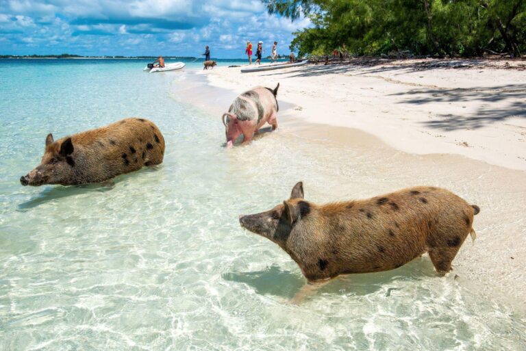 Плуващи прасета в кристално чистите води на Pig Beach на остров Big Major Cay в Бахамите